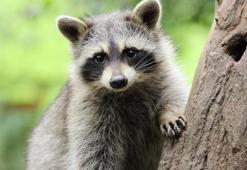 Rakun nedir? Rakun’un özellikleri nelerdir, Türkiye’de yaşar mı?