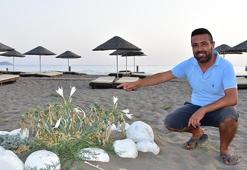 Kum zambaklarını koparmanın cezası 73 bin lira