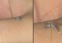 Asya Kaplan Sivrisineği'ne karşı biyolojik mücadele çalışmaları başladı