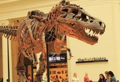 New York'ta 67 milyon yıllık dinozor iskeleti 27,5 milyon dolara satıldı