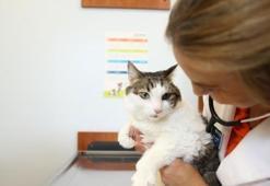 Erken teşhis kedilerin de hayatını kurtarıyor