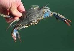 Mavi yengeci avlamanın cezası 5 bin TL