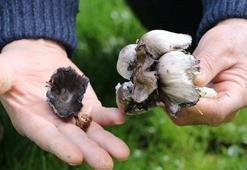 Mantar zehirlenmelerine karşı dikkat