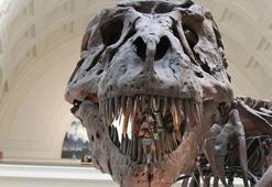 Dinozor nüfusunun Dünya'ya asteroit çarpmadan önce azalmadığı ileri sürüldü