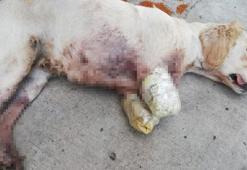 Samsun’da vahşet! 2 bacağı kesilmiş yavru köpek bulundu