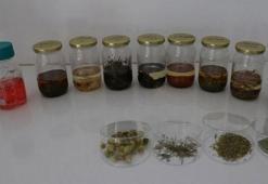 Aromatik bitki yağlarının etken maddesinden takviye edici gıda üretildi