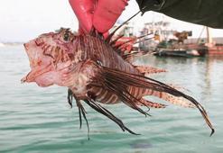 Zehri cinsel problemlere çözüm olacak!