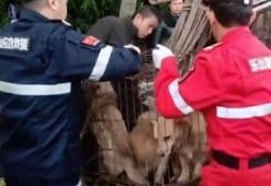 Çin'de öldürülerek sosis yapılması planlanan 40 köpek bulundu