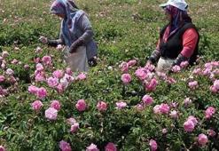 Isparta gülünün posası, yüz maskelerinde kullanılacak