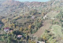 Trabzon'da ilginç olay! Duyan apar topar kaçtı