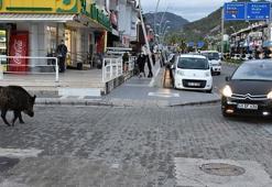 Muğla'da dev yaban domuzu şehir merkezine indi!