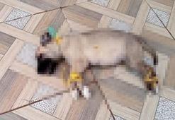 Bir vahşette Kayseri'den! Ayakları ve boğazını bağlayıp öldürmüşler