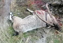 Tunceli’de bir dağ keçisi daha vuruldu