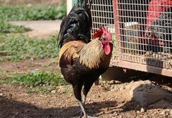 Öterken bayılıyor! Denizli horozu için otomobil teklif edildi