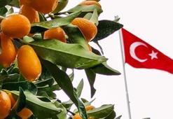 Antalya'nın altın portakalı 'kamkat'ın hasadı başladı