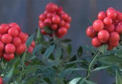 Yılbaşı çiçeği kokinaya büyük talep! Toplanma serüveni 3 ay önce başlıyor