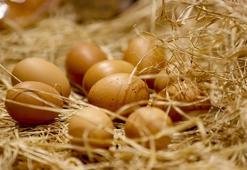 Yumurta fiyatı uçtu! Tavuktan daha pahalı...