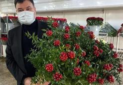 Yılbaşı çiçeği 'kokina'ya yoğun talep