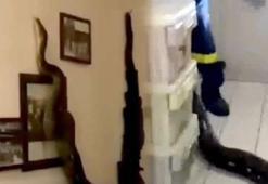 Bina çığlık çığlığa! 3.5 metrelik canavar eve girdi...