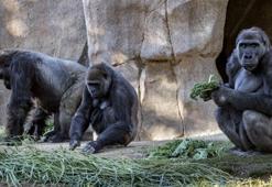 Koronavirüs gorillere de bulaştı