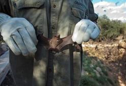 Nipah virüsü nedir, bulaşıcı mı? DSÖ listesinde ilk onda olan Nipah virüsü (NİV) ne zaman çıktı, belirtileri ve tedavisi nelerdir?