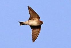 Türkiye'de ilk defa görüldü! 'İnanılmaz ama gerçekti'