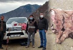 Artvin'de yaşandı! Avladıktan sonra döner yapıp yerken yakalandılar