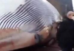 Görenleri şaşırtan durum! Dev balina kıyıya vurdu!