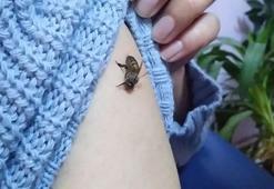 Koronavirüs için yapılan bal arısı yönteminde ölüm riski!