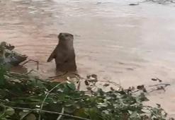 Bartın'da bir anda ortaya çıktı! Nesli tehlike altında...