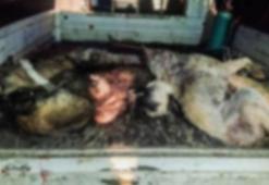 Şanlıurfa'da kan donduran toplu köpek katliamı