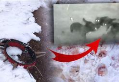 Sivas'ta korkunç olay! Kangal köpeği bile direnemedi