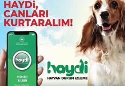 Haydi uygulaması nedir? EGM Haydi hayvan durum izleme uygulaması…
