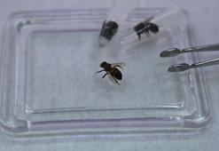 Sivas arısı tescillenip, korunacak