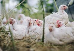 Cezayir'de kuş gribine rastlanmasının ardından OHAL ilan edildi