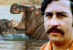 Kolombiyalı uyuşturucu baronu Escobar'ın su aygırları kriz çıkardı!