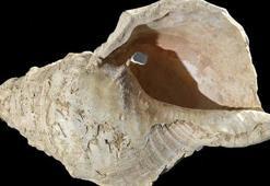 17 bin yıllık müzik aleti! Deniz kabuğu yeniden ses verdi