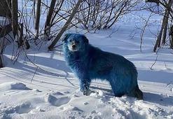 Ülkede şok görüntü! Köpeklerin rengi maviye döndü
