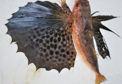 Akdeniz'de büyük tehlike! 600'e yaklaştı