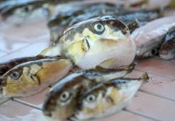 Akdeniz'de alarm! Büyük tehlike