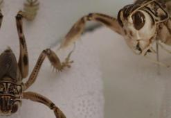 Dünyada yok sadece Türkiye'de var! Yamyam çekirge...