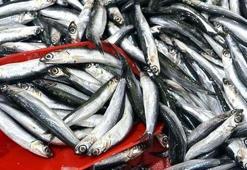 Vatandaştan yoğun ilgi! Kilosu 20 lira...