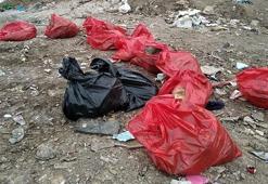 Ankara'da molozların arasında 20 ölü köpek bulundu