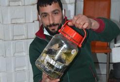 Yok satıyor! Talep patladı, kavanozu 350 lira...