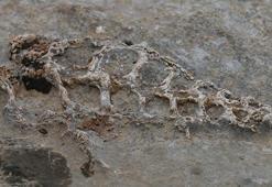 Heyecan yarattı! Herkes gelip fotoğrafını çekiyor, duyan oraya koştu...