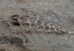 Adıyaman'da 70 milyon yıllık 'Gastropod' fosili bulundu