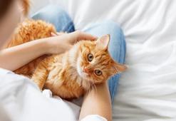 Evcil hayvanların sağlığını etkiliyor! Sahipleri de bilmiyor