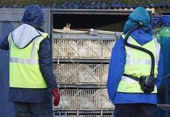 H5N8! O ülkede görüldü, ilk kez...