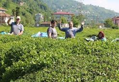 Karadeniz'e 'çay göçü' öncesi önemli uyarı!