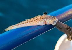 Akdeniz'de alarm! Büyük tehlike, dokunması yetti 30 saniye sonra...